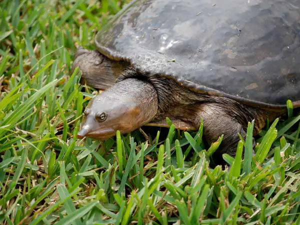 Reasons Why Florida Softshell Turtles Might Bite You