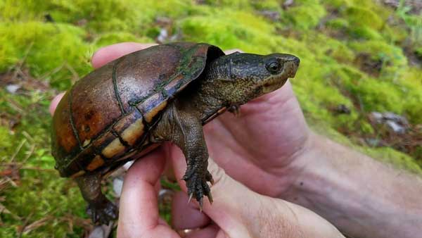 Reasons Why Mud Turtles Might Bite You