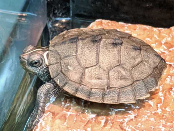 Reasons why Mississippi Map Turtles Might Bite You