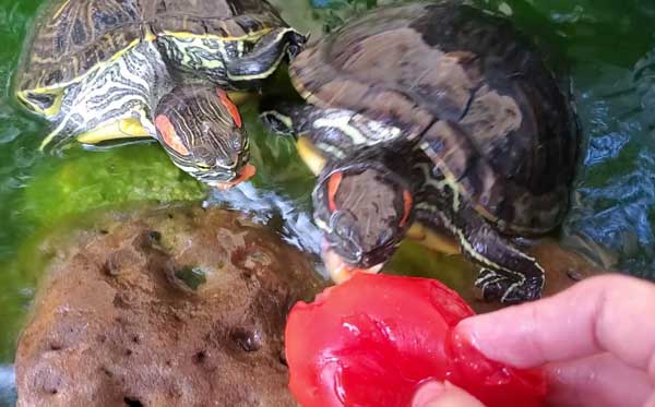 Red-Eared Slider Turtle Eat Tomatoes
