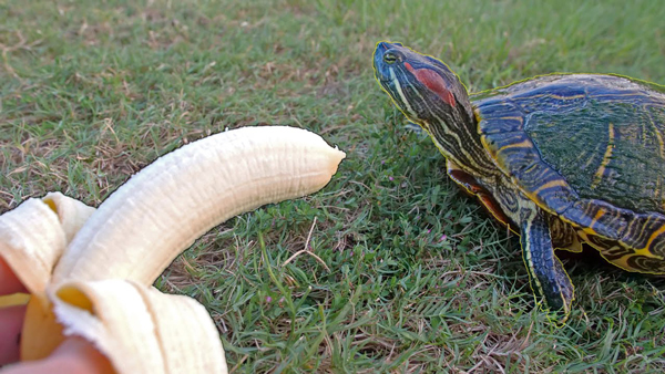 Red-Eared Slider Turtles Eat Bananas