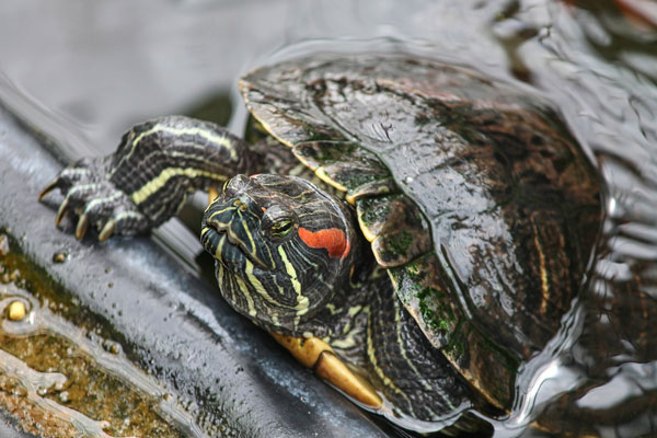 Red-Eared Slider Turtles Eat Bloodworms