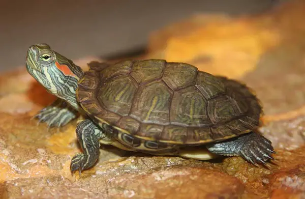 Red-Eared Slider Turtles Eat Chicken