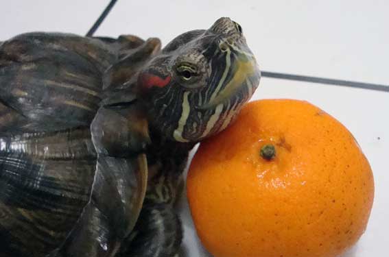 Red Eared Slider Turtles Eat Oranges