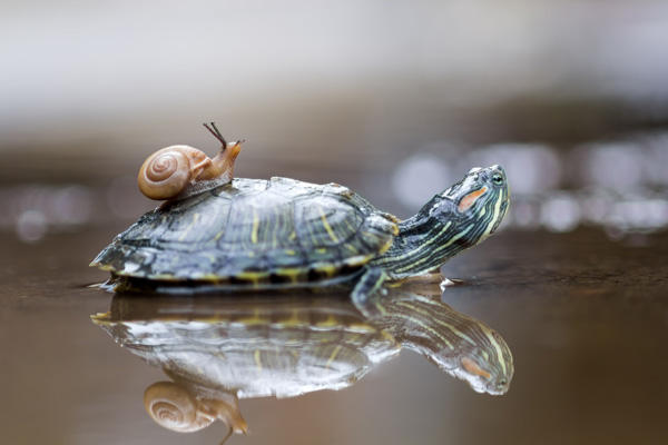 Red-Eared Slider Turtles Eat Snails