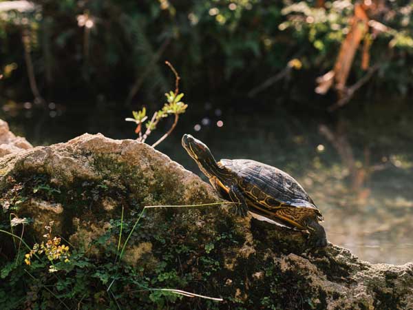Red-Eared Slider Turtles Eat Spinach