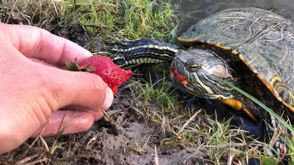 Red-Eared Slider Turtles Eat Strawberries