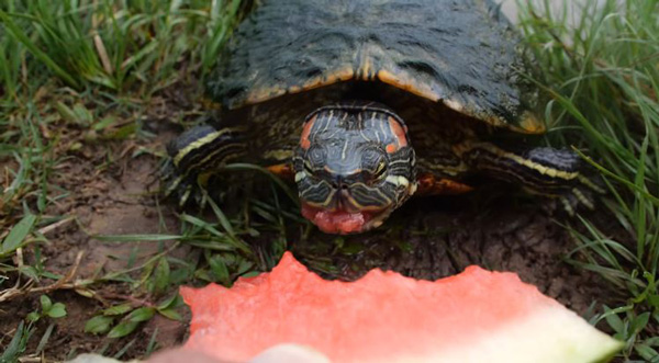 Red-Eared Slider Turtles Eat Watermelons