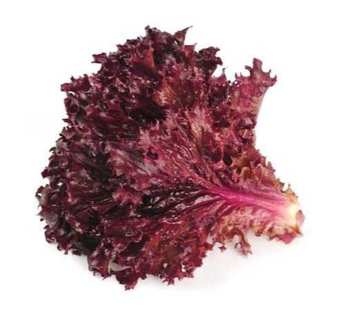 Red leaf lettuce