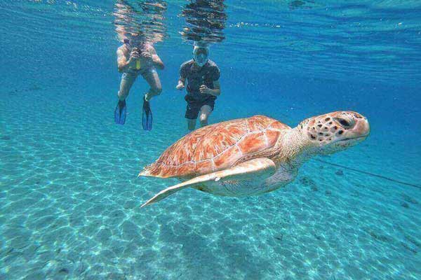 Sea Turtle