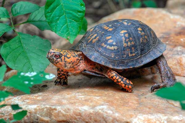 Tips To Avoid Getting Bitten By A Box Turtle