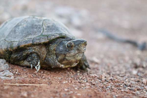 Tips To Avoid Getting Bitten by a Mud Turtle