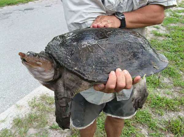 Tips to Avoid Getting Bitten by a Florida Softshell Turtle