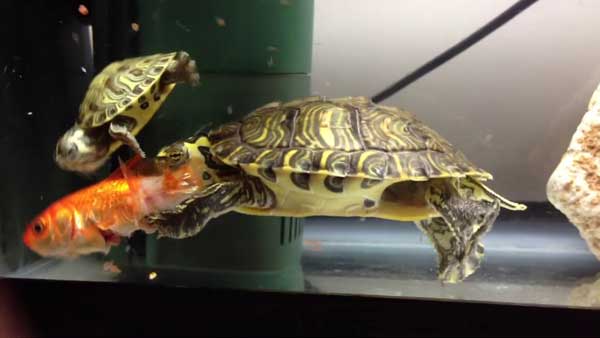 Can Turtles Eat Goldfish