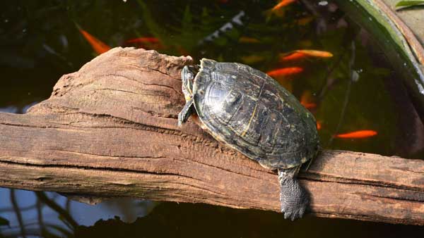 Turtles Eating Goldfish