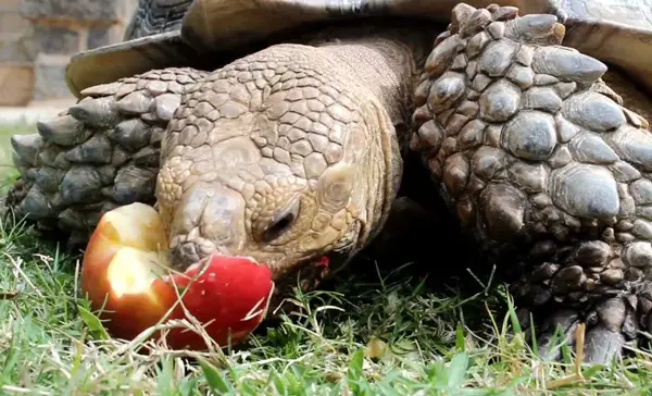 Turtles Like Apple