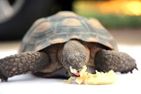 Turtles Like Bananas