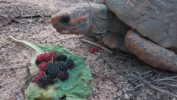 Turtles Like Blackberries