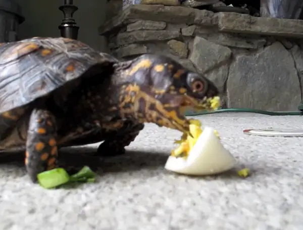 Turtles Like Boiled Eggs