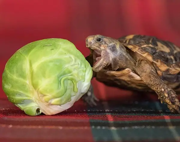 Turtles Like Brussels Sprouts