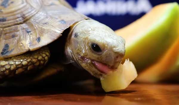 Turtles Like Cantaloupe Fruit