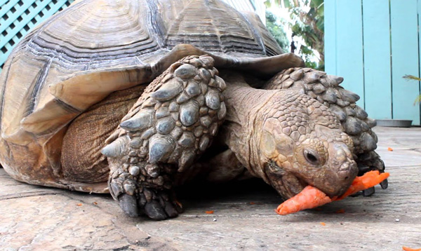 Turtles Like Carrots