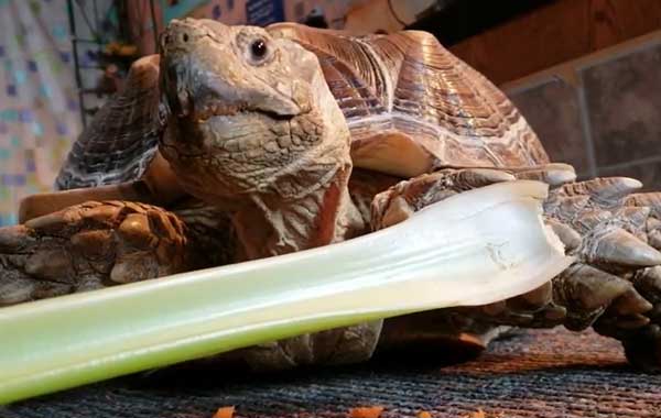 Turtles Like Celery
