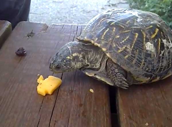 Turtles Like Cheese