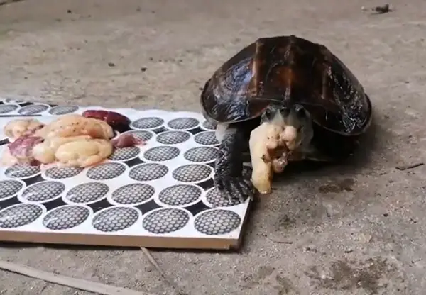 Turtles Like Chicken