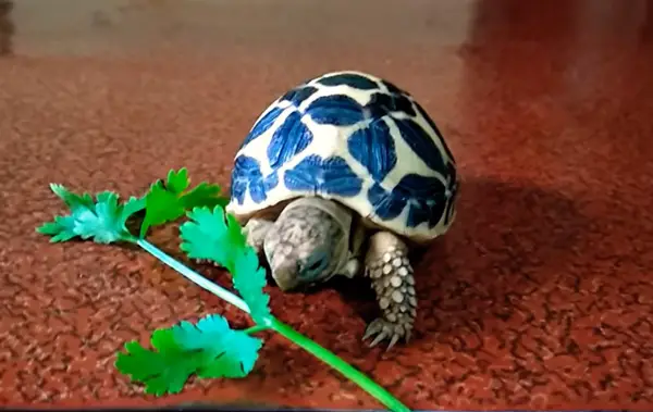 Turtles Like Cilantro