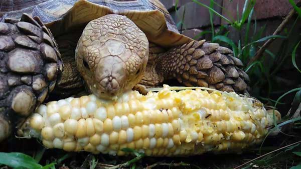 Turtles Like Corn