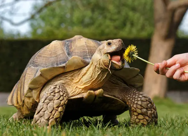 Turtles Like Dandelions