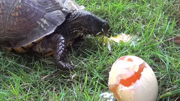 Turtles Like Eggs