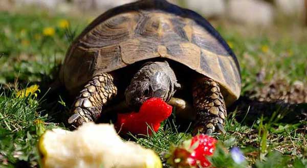 Turtles Like Fruits