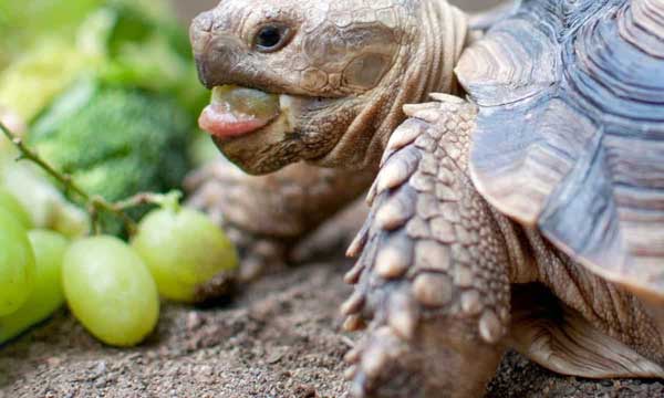 Turtles Like Grapes