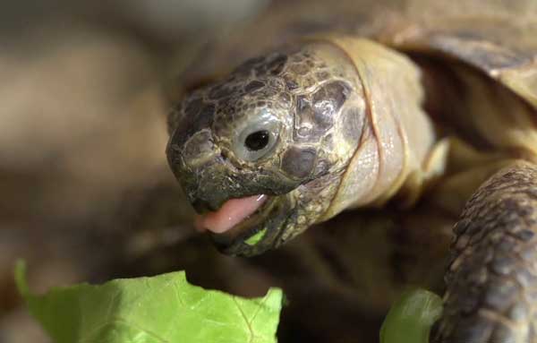 Turtles Like Lettuce