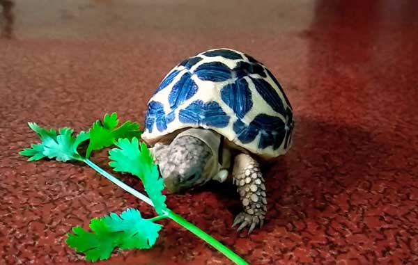 Turtles Like Parsley