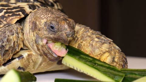 Turtles Like Pickles