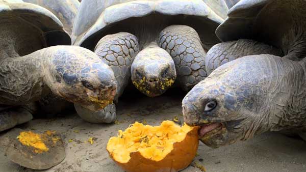 Turtles Like Pumpkin