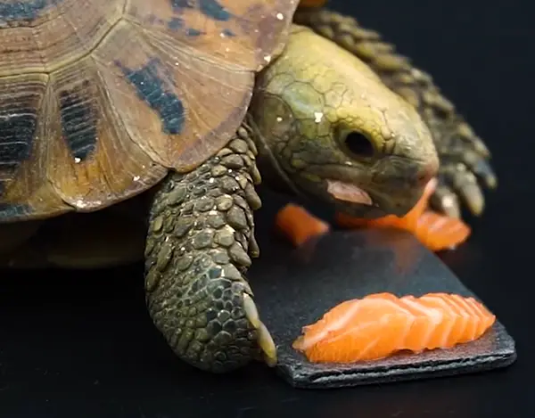 Turtles Like Salmon