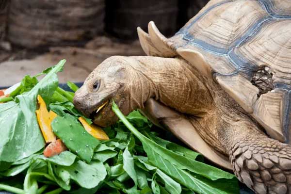 Turtles Like Spinach