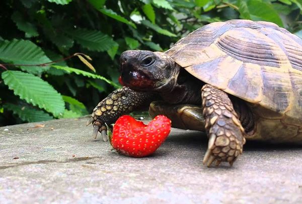 Turtles Like Strawberries