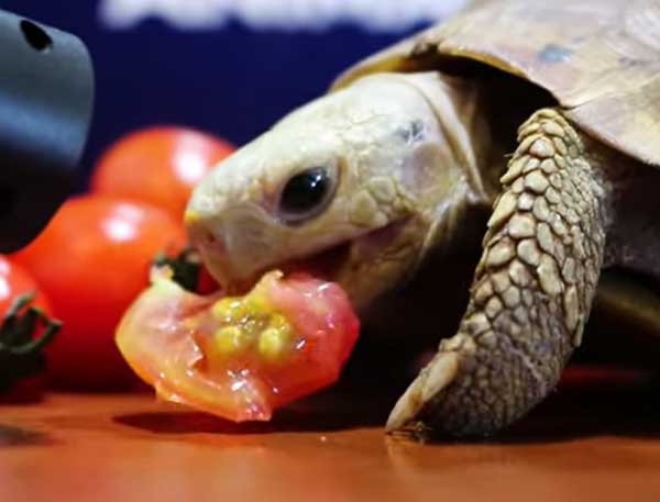 Turtles Like Tomatoes