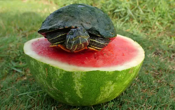 Turtles Like Watermelons