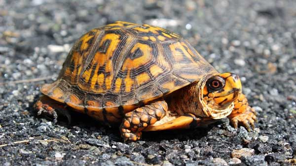 What Happens When A Box Turtle Bites