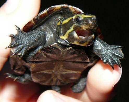 What Happens When Mud Turtle Bites