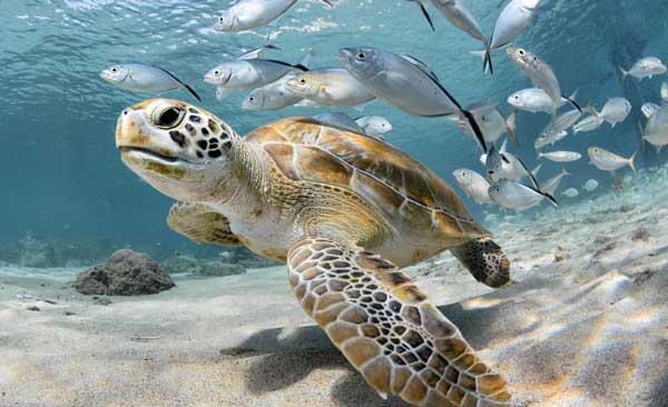 What Happens When Sea Turtle Bites