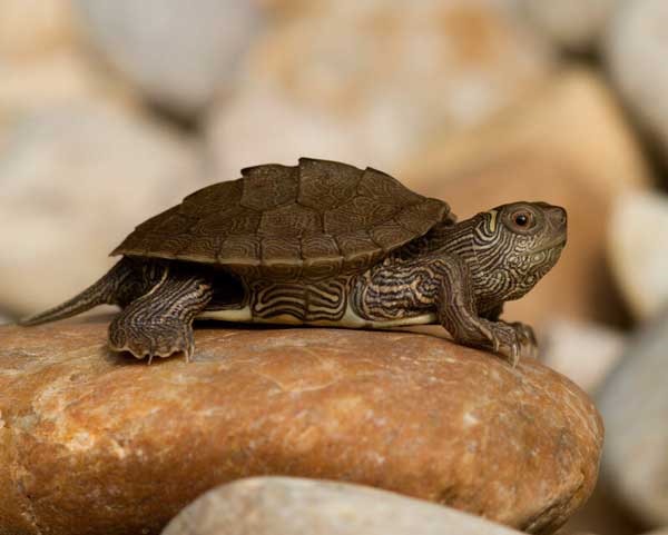 What To Do If a Mississippi Map Turtle Bites You