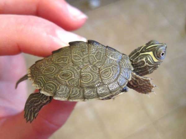 How Do You Pick Up a Mississippi Map Turtle to Avoid Bites