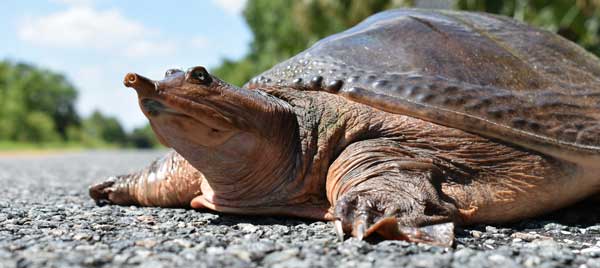 What to Do If Florida Softshell Turtles Bite You